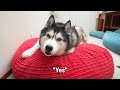 Told My Husky To Choose Which Beanbag To Go!