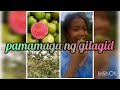 Guava plant / health benefits / DIY HOME REMEDY