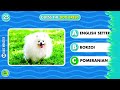 Guess The Dog Breed Quiz 🐶