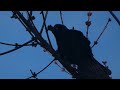 Common Grackle Perched in Tree Video