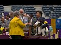 Fox Terriers Wire | Breed Judging 2023