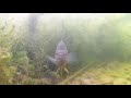 bed fishing sunfish | UNDERWATER