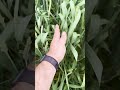 Hybrid Triticale vs Conventional: A Look at Canopy Coverage and Ground Protection