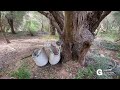 The 2000 Year Old Food Forest in Morocco
