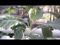 Eggplant in aquaponics nft