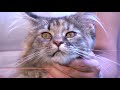 MAINE COON – Characteristics, Character and Care