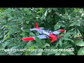 Cheap RC Plane VS Birds - Eachine T-28 Trojan