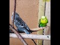 Kasuku Aina Ya (Parakeet) Wanaongea Vizuri