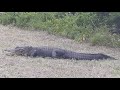 Alligator on the bike trail!