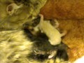 5 day old kittens