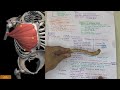 clavicle bone anatomy 3d | anatomy of clavicle bone attachments anatomy | bones of upper limb