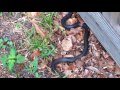 Black Racer snakes