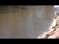 Lost A Big Steelhead On The Oak Orchard River !!!!!!