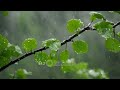 Ambient Sounds for Relaxation | Relaxing Music and Rain Sounds for Anxiety Relief and Calm 🌧️🌊