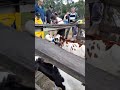 feeding baby cows