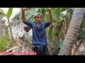 Vua Dừa Miền Tây// vua dừa leo xử lý cây dừa lửa xưa khó leo tàu um tùm với không gian hạn hẹp