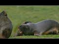 The Great Penguin Journey -  Love and Survival in the South | Full Documentary