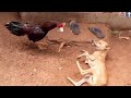 Rooster vs Dog