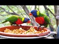 Rainforest Birds in 4K - Colorful Breathtaking Birds with Calming Music - 4K Video ULTRA HD
