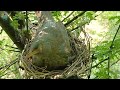 Baby was throwing the egg out of the nest Mom caught the baby and saved the egg