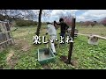 Pour cement into a large number of pillars built with scrap wood! Building a goat fence [Day 234]