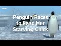 Best Penguin Moments | BBC Earth