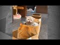 Funniest Animal Videos 2023 |Funny Cats and Dogs Try not to Laugh Compilation