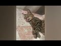 Try Not To Laugh Dogs And Cats ❤️🤣 Funny Animal Moments 2024 🤣
