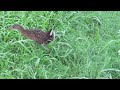 King Rail Pair Shares Nesting Material and Forages at Red Slough WMA Oklahoma