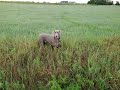 Weimaraner 