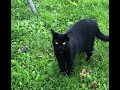 Beautiful Wandering Black Cat