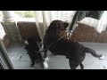 Daddy dog teaches his pups the ropes