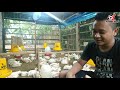 LUAR BIASA TERNAK BROILER TANPA BAU DAN MEDIA SELALU KERING, INI RAHASIANYA