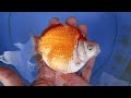 玉サバ 2023年産 2歳 ヤフオク 出品 6月27日 tamasaba goldfish 金魚 上見