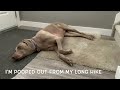 Zelda The Weimaraner/Loud Bark Warning