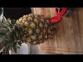 how to make Tepache (pineapple beer) at home🍍🍻