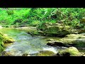 Summer Forest Stream Sounds, Gurgling Streams, Forest Birds Calling their Mates, Relaxing Sounds