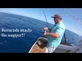 Barracuda fishing - Barracuda bites snapper in half!!!