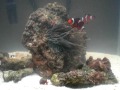 Clownfish in new tank