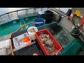 (2024) Dungeness Crab Fishing, Trip #7 Baiter POV, (Vitamin Sea 4)