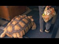 【Bon-chan 1】Taking His Tortoise for a Walk in Tsukishima| 巨大亀のぼんちゃん