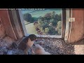 A falcon chick gets a live bird that screams for ten minutes he chased her in the nest ~ Nov 1, 2020