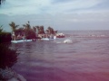 Paulie meeting Flipper's grandson Talon Fl Keys 2008.mov