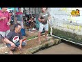 181 : benar-benar kewalahan, senar dan PE pada putus !! mancing lele super jumbo