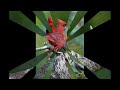 El Ave Cardenal Norteño  Una Maravilla Alada de la Naturaleza