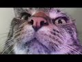 fat cat stares at screen for 00:12 seconds.