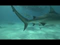 Sharks - Underwater Meditation Music, relaxing underwater atmosphere in the ocean