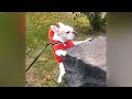 🙀 Funniest Dogs and Cats 🐕 Best Funny Cats Videos 2024 🐱😻