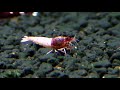 Shrimps Crossbreeding - Pinto, TangTai Hybryds and Family