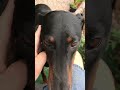 Doberman Activity